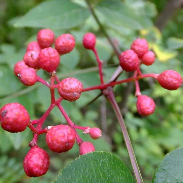 Red Zanthoxylum Fruit Seeds Planting