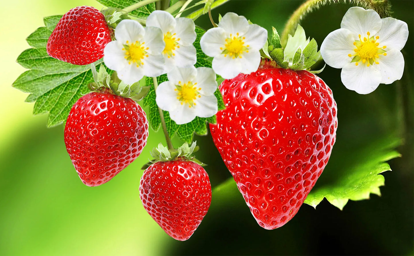 Strawberry Seeds for Easy Planting