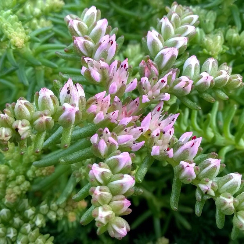 Sedum Pulchellum Flower Seeds