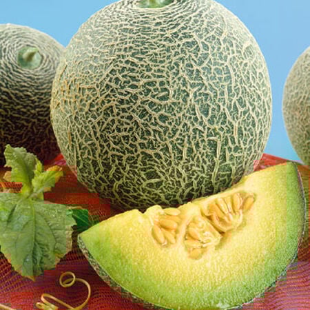 Green Flesh Rocky Ford Cantaloupe (Cucumis Melo) Melon Fruit Seeds
