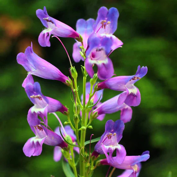 Penstemon Strictus Flower Seeds