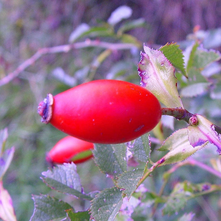 Semillas de fruta de Rosa Canina
