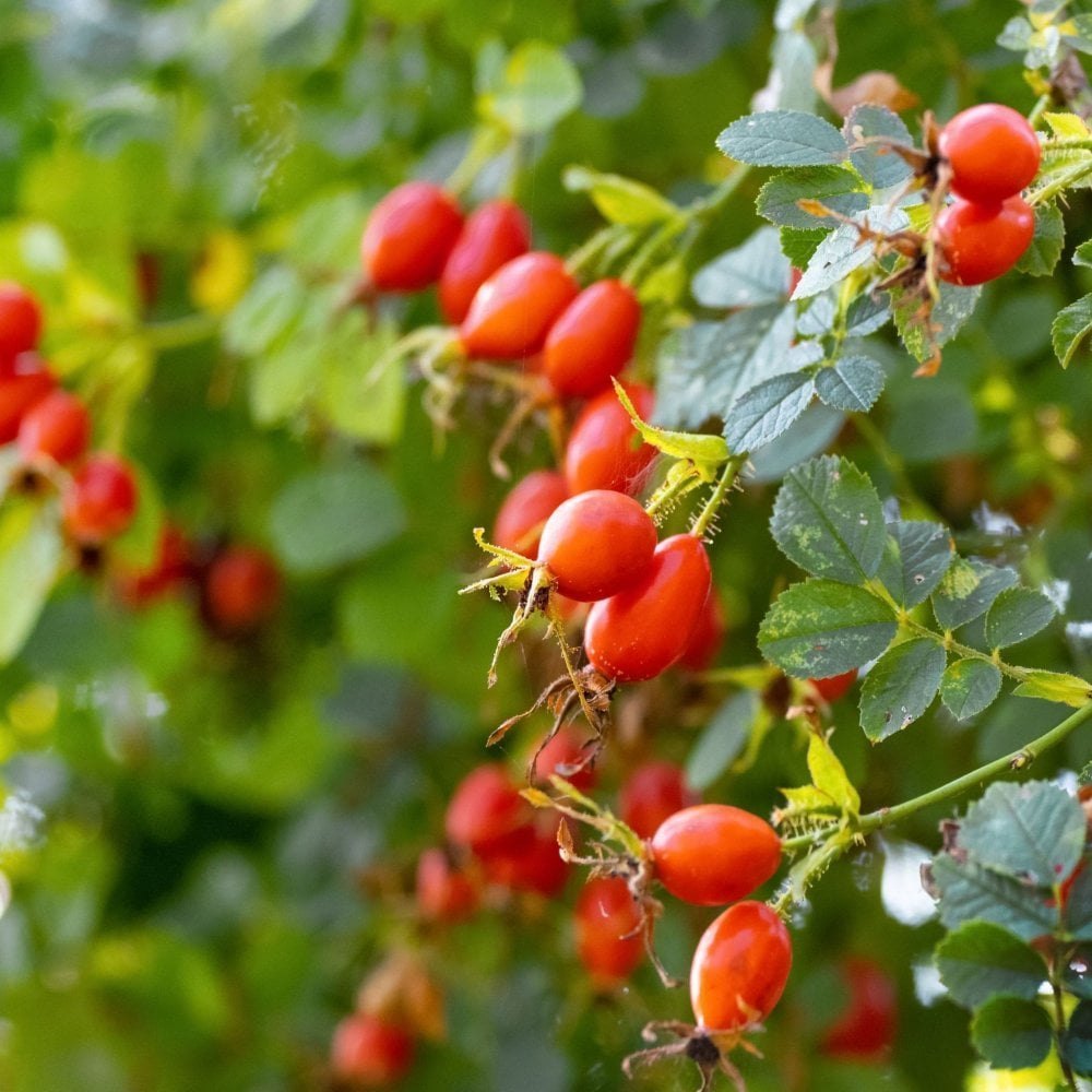Semillas de fruta de Rosa Canina