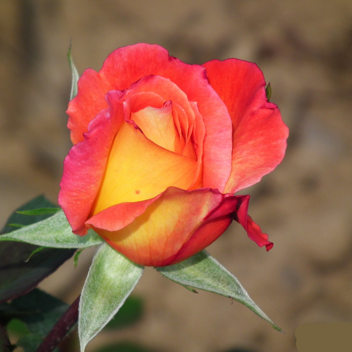 Yellow Red Rose Flower seeds for Planting - Hardy Variety, Heirloom & GMO Free Seeds for Home Garden
Sale for planting in home garden