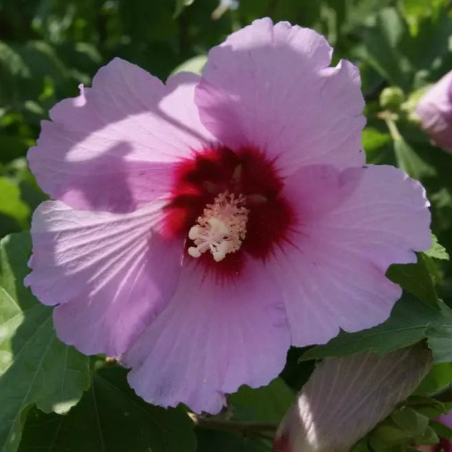 Mixed Colors Rose Mallow Hibiscus Moscheutos Flower Seeds