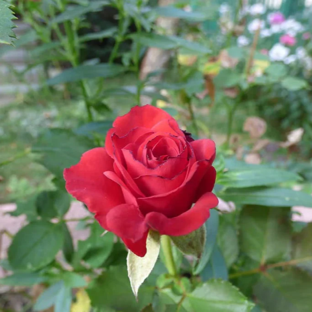Miniature Rose Flower Seeds