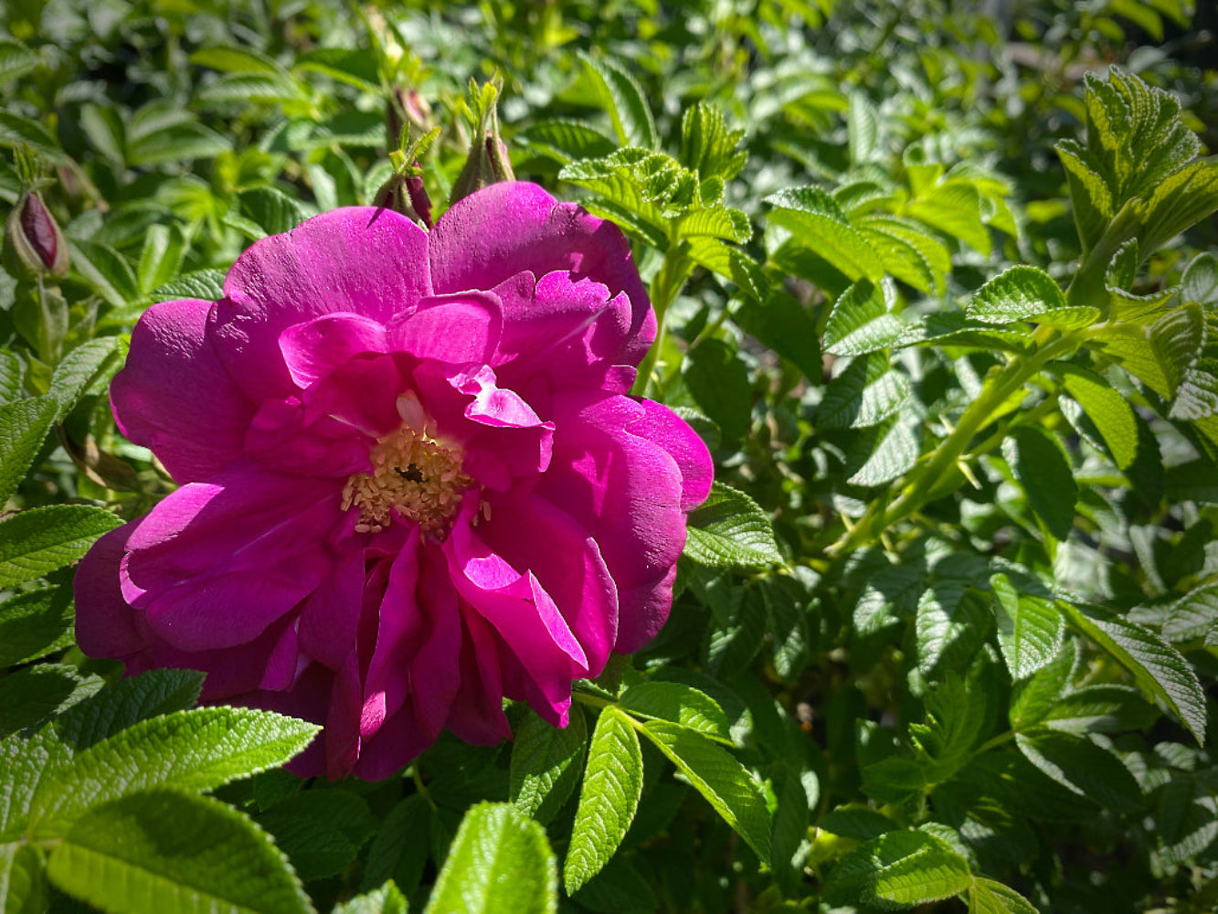 Pink Rugosa Rose Flower Seeds