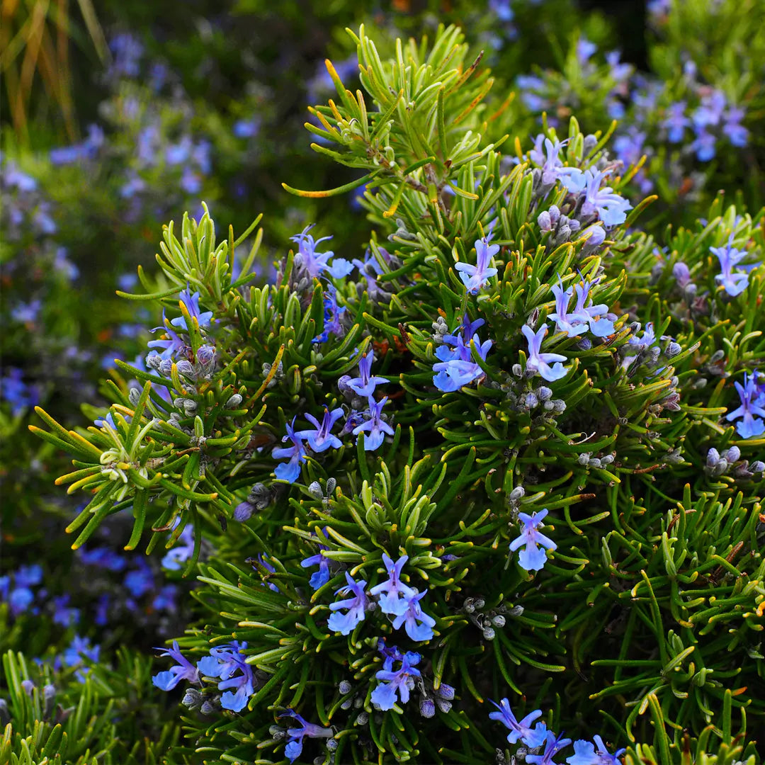 rosemary seeds to plant Rosemary Herb Seeds for Planting – Heirloom, Non-GMO, Easy to Grow, Pe – Pure Asia Seeds