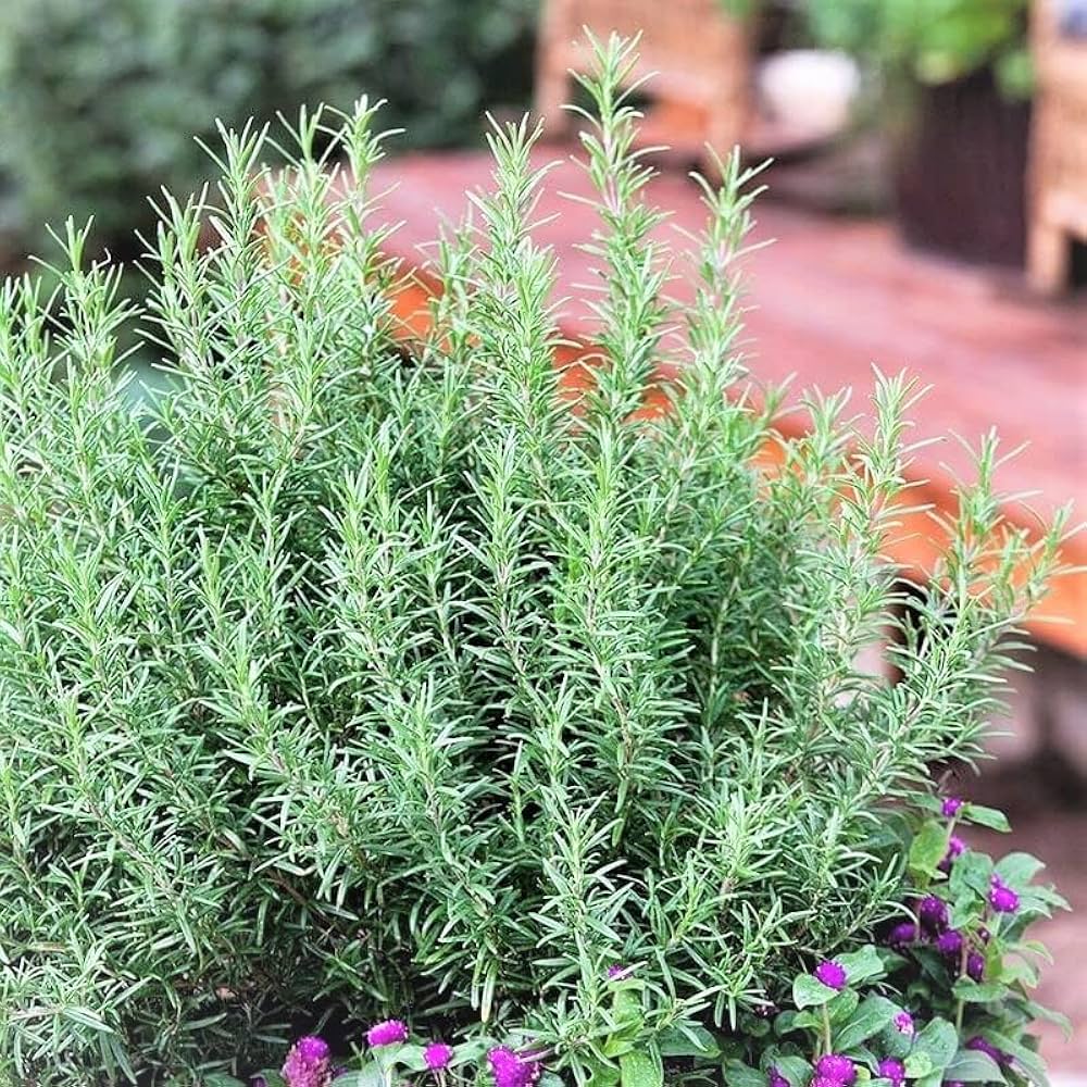 Rosemary (Rosmarinus officinalis) Herb Flower Seeds