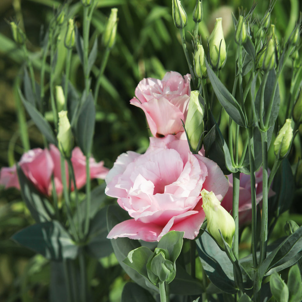 Pink White Eustoma (Lisianthus) Flower seeds for Planting - Shade Tolerant, Heirloom & GMO Free Seeds for Home Garden
Sale for planting in home garden