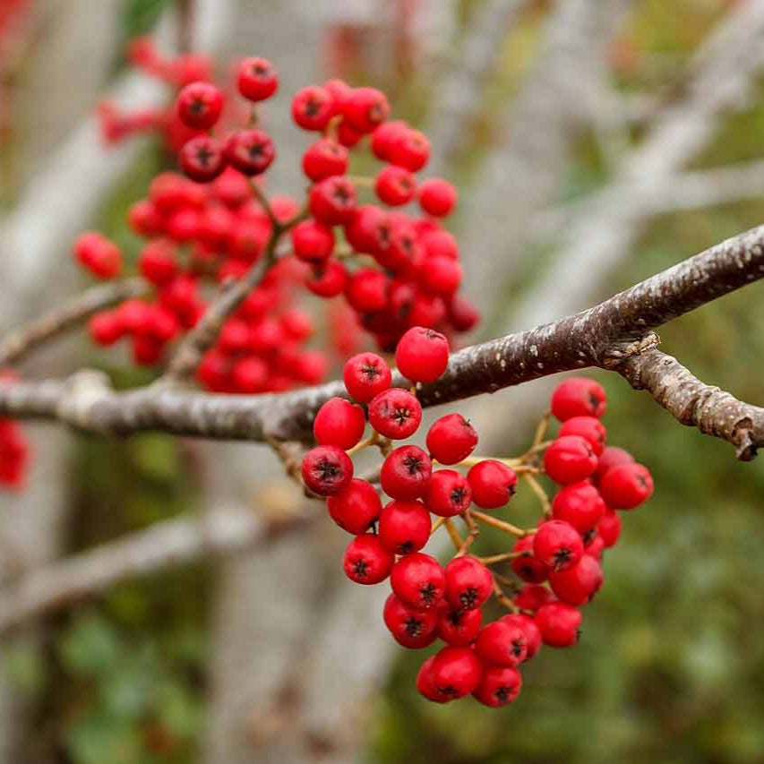 Rowan Mountain Ash Tree Seeds