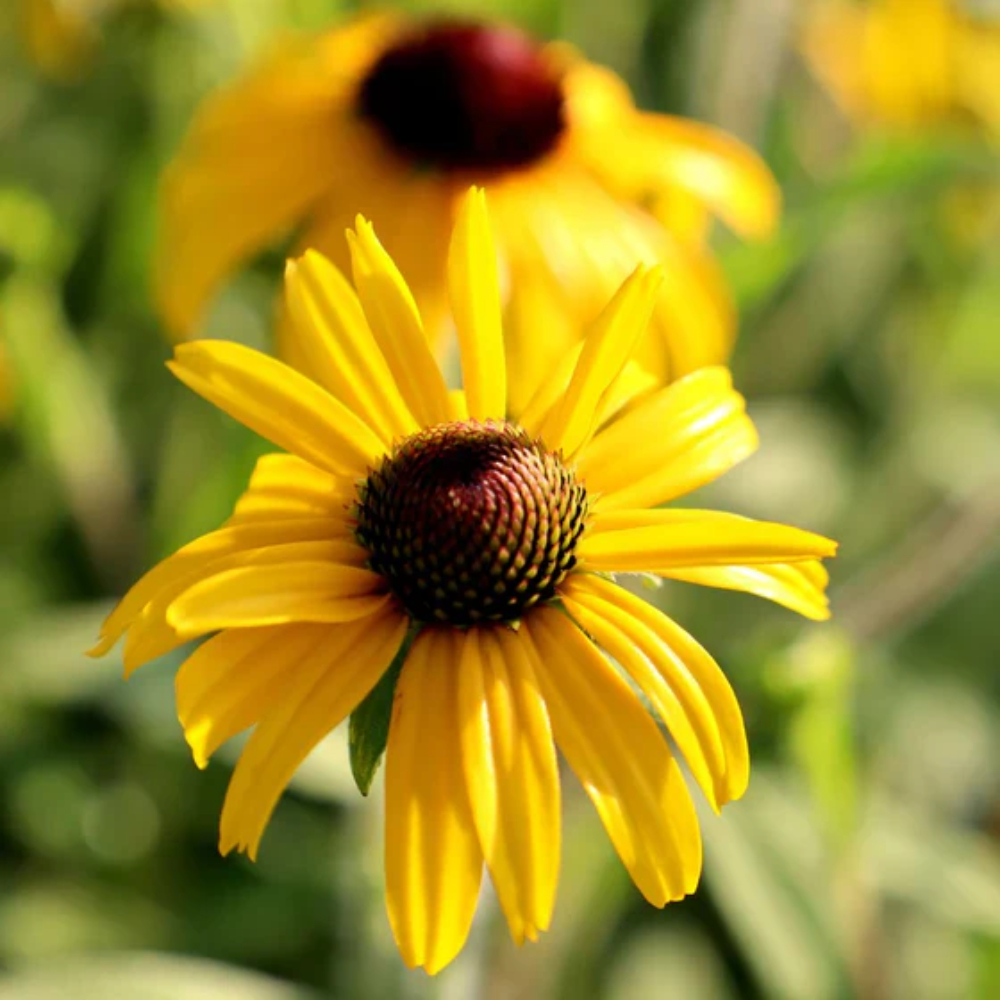 Rare Gold Rush Yellow Flowers Seeds