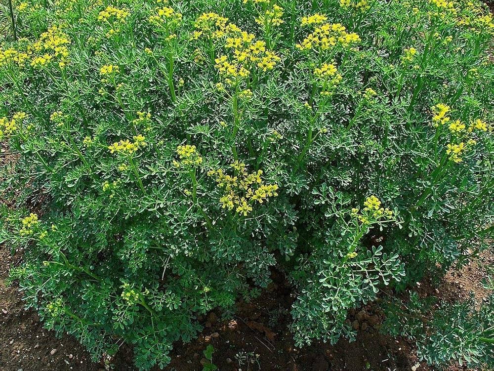 Rue Ruta graveolens Herb Plant Seeds