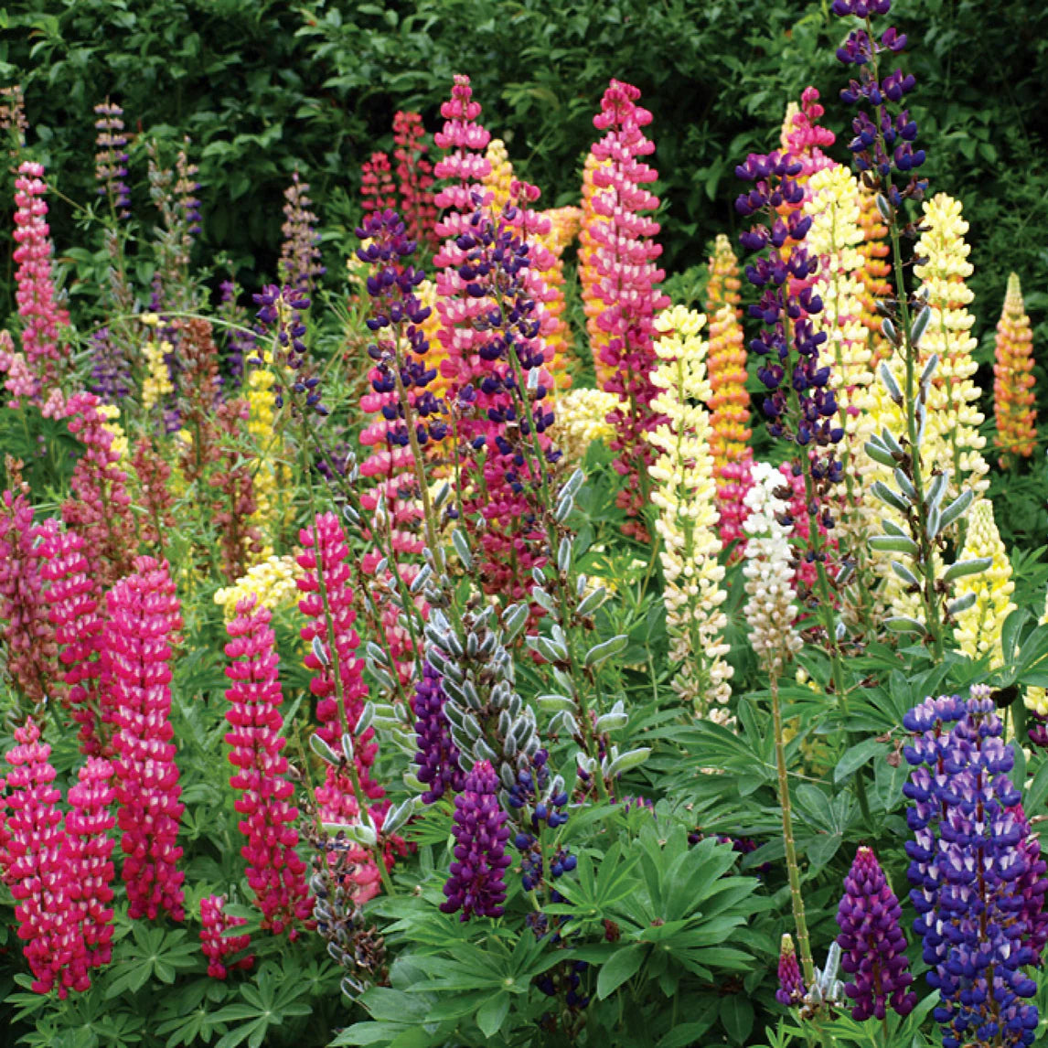 Russell Lupine Flower Seeds