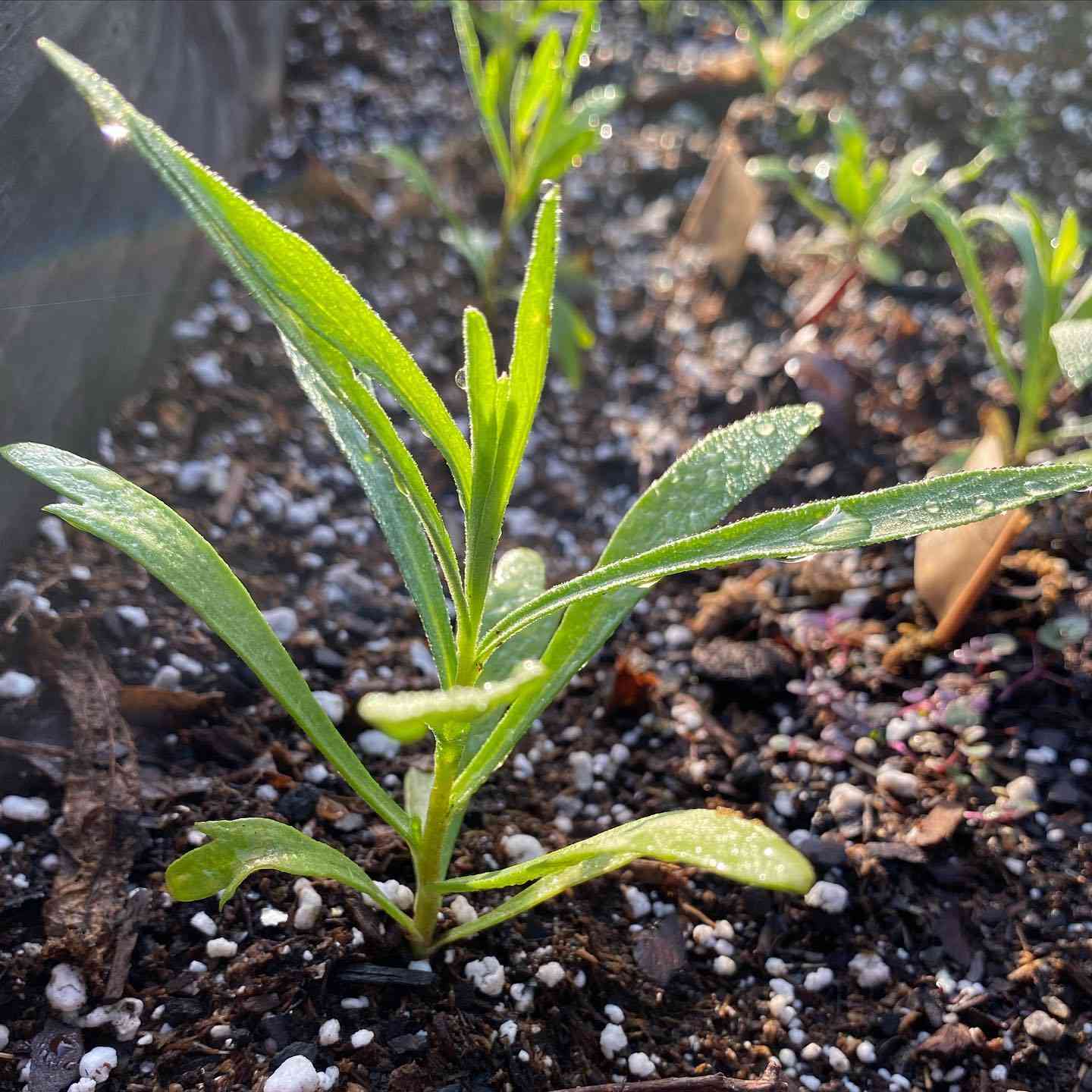 Russian Tarragon Herb Seeds
