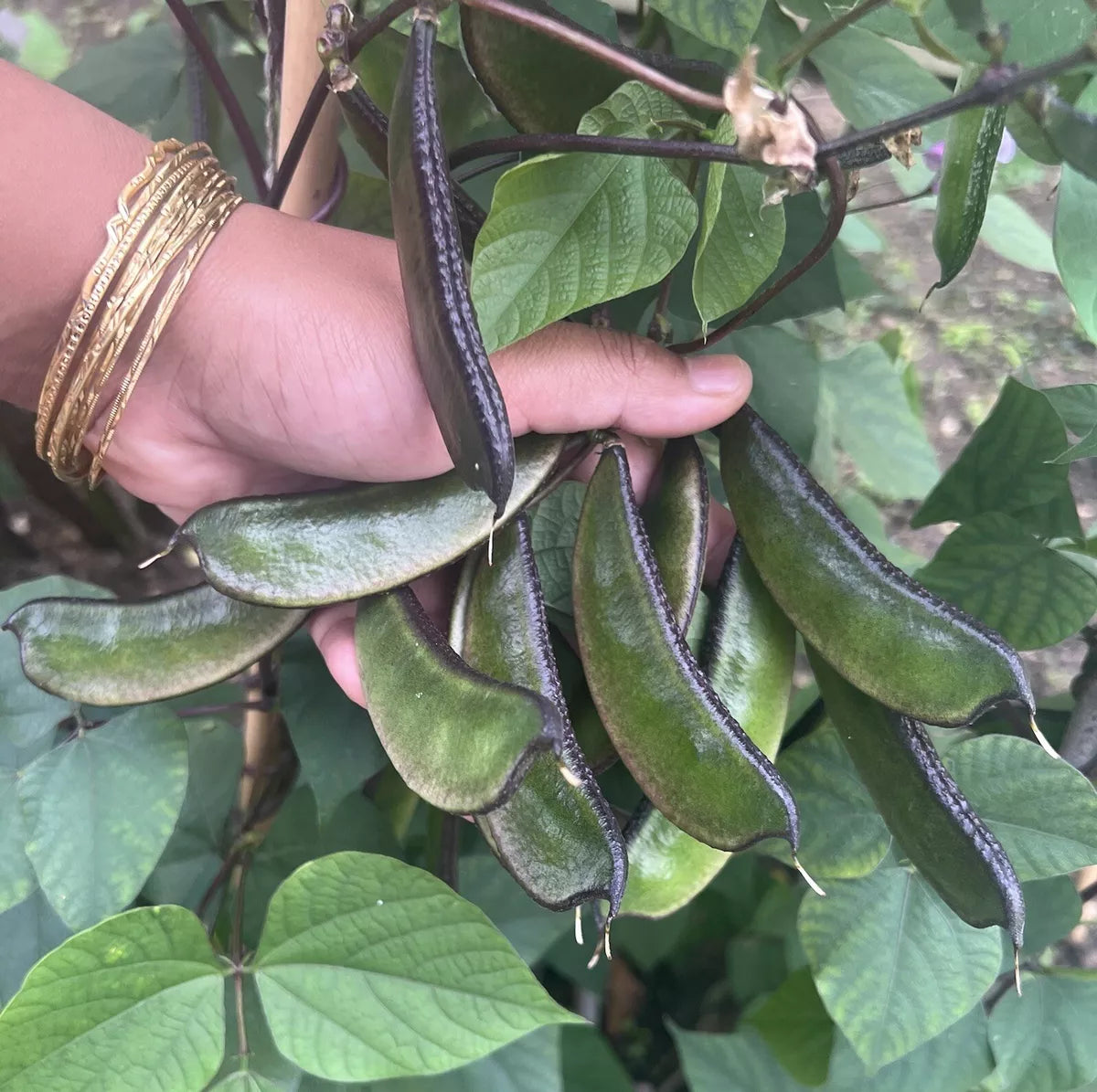 Bangladeshi Hyacinth Bean Vegetable Seeds