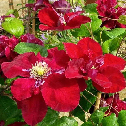 Bright Red Clematis Flower Seeds for Planting – Heirloom, Non-GMO, Climbing, Perennials