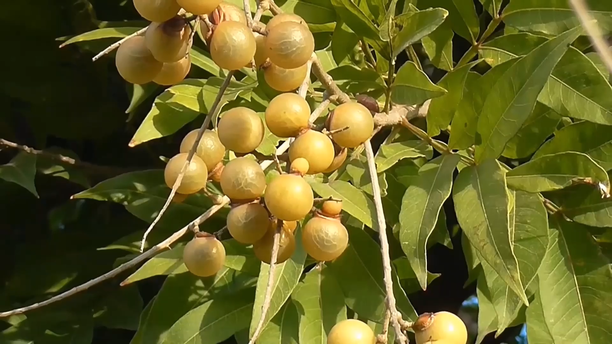 Sapindus Mukorossi (Soapberry) Plant Seeds for Planting – Heirloom, Non-GMO, Medicinal, Perennial