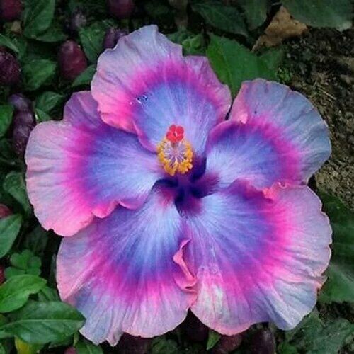 Black Pink Purple Hibiscus Flower Seeds