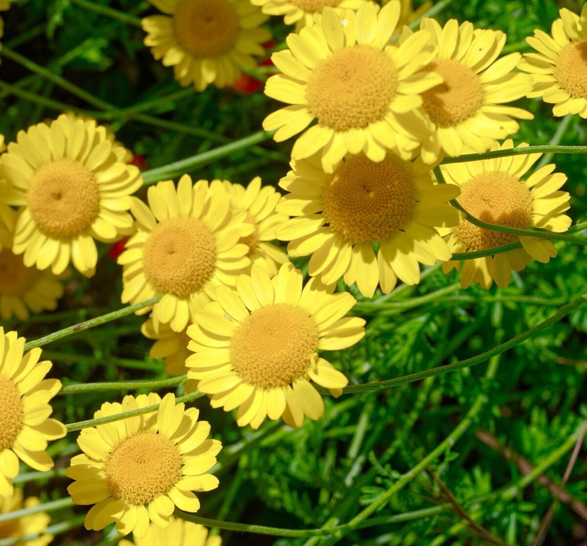 Golden Marguerite Flower Seeds