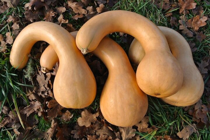 Neck Pumpkin Vegetable Seeds for Planting – Heirloom, Non-GMO, Easy to Grow, Winter Squash