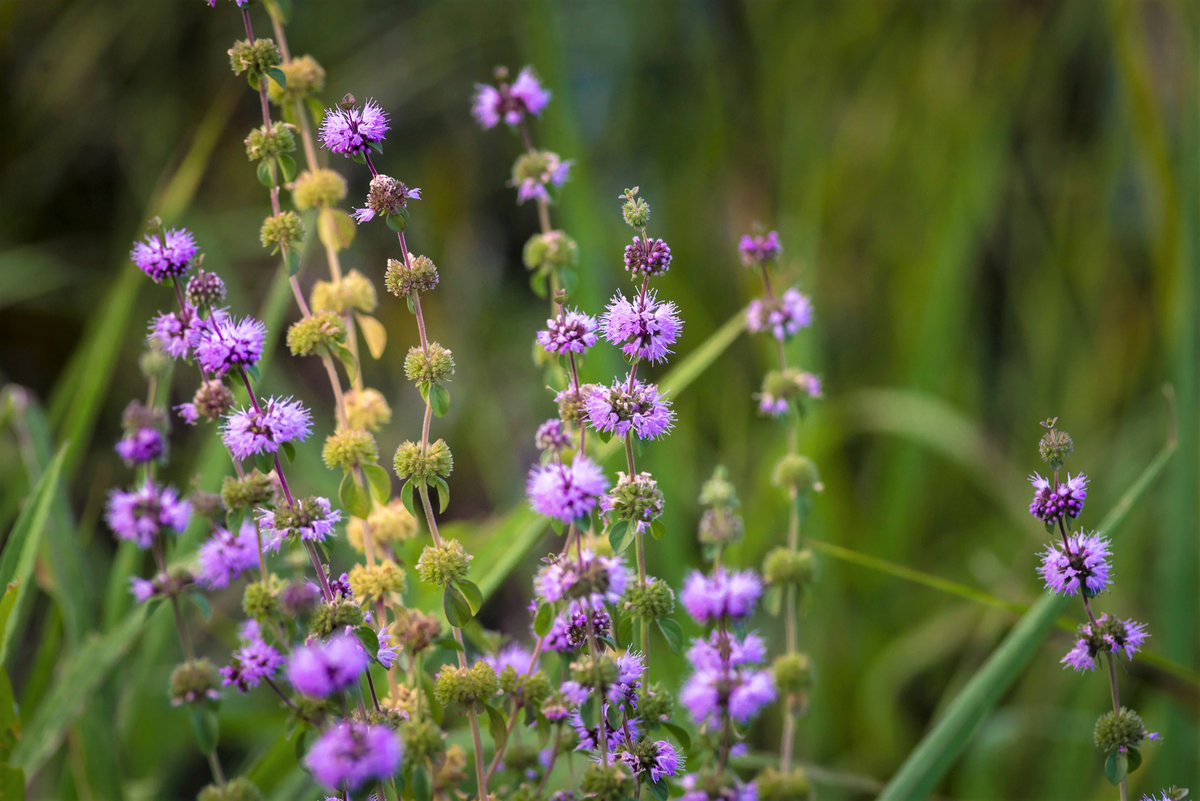 Violet Pennyroyal Flower seeds for Planting - Cut Flower Favorite, Heirloom & GMO Free Seeds for Home Garden
Sale for planting in home garden.