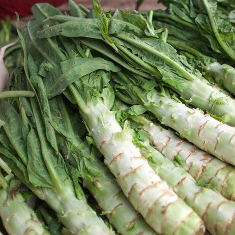Semi di verdura di lattuga di asparagi Celtuce