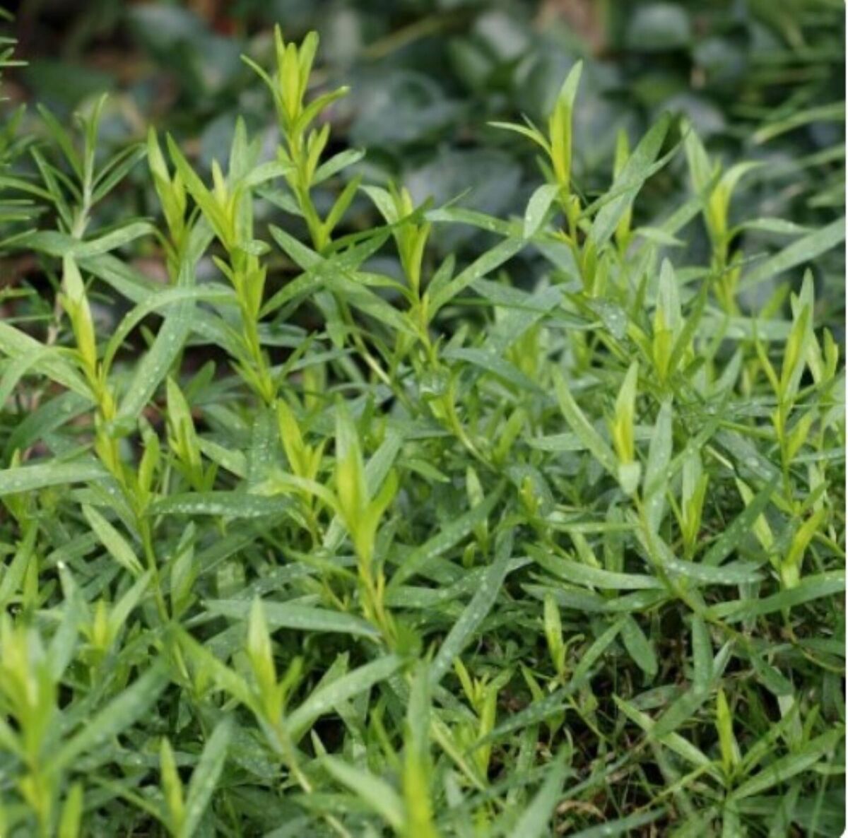 Russian Tarragon Herb Seeds