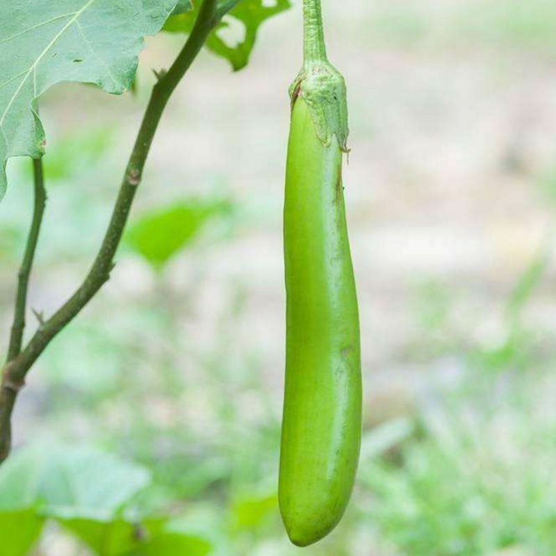 Green Eggplant (Solanum Melongena) Seeds for Planting – Heirloom, Non-GMO, Easy to Grow, Annual