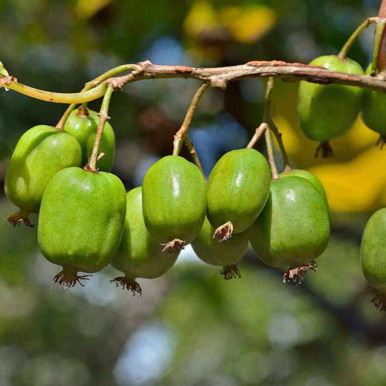 kiwi fruit plant seeds Kiwi Berry (Actinidia arguta) Fruit Seeds for Planting – Heirloom, Non – Pure Asia Seeds