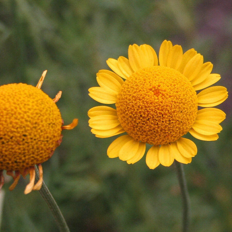 Chamomile Orange Marguerite Daisy Herb Seeds