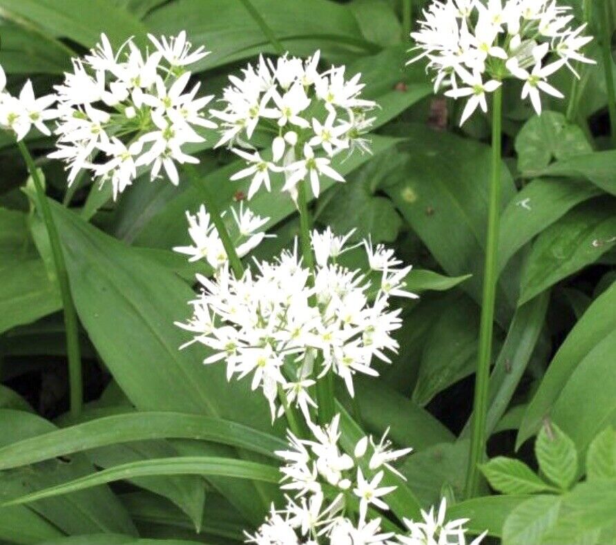 Allium Ursinum Kräutersamen