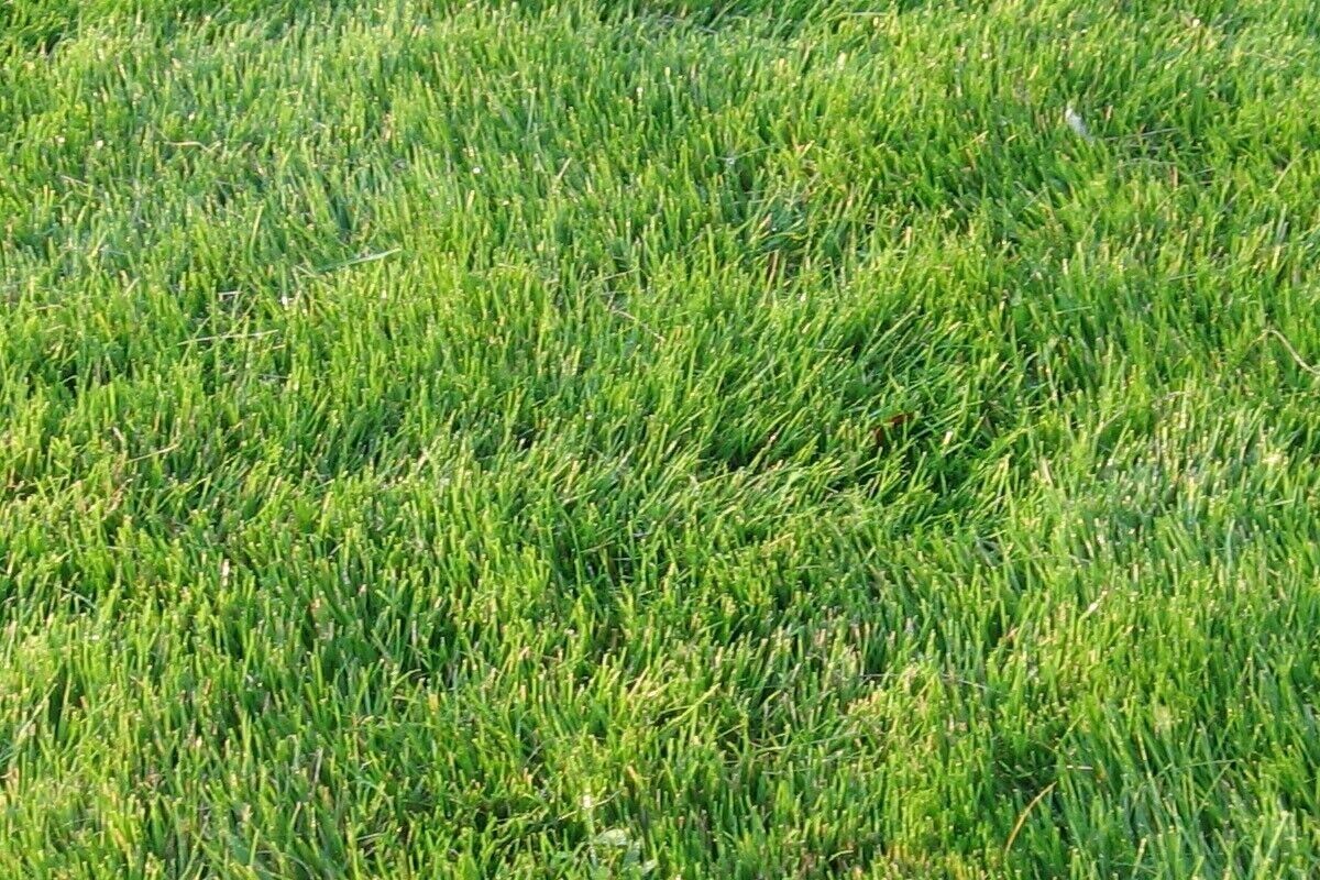 Zenith Zoysia Grass Herb Seeds