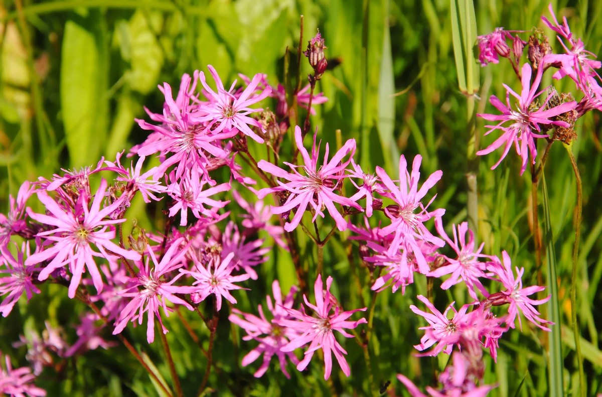 Ragged Robin Flower Seeds