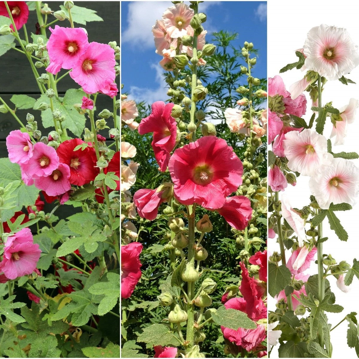 Summer Carnival Hollyhock Flower Seeds for Planting – Heirloom, Non-GMO, Easy to Grow, Perennial