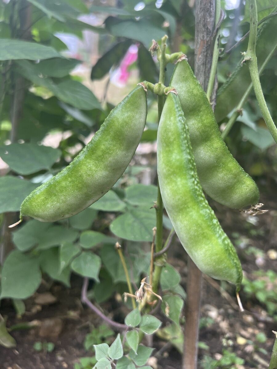Bangladeshi Hyacinth Bean Vegetable Seeds