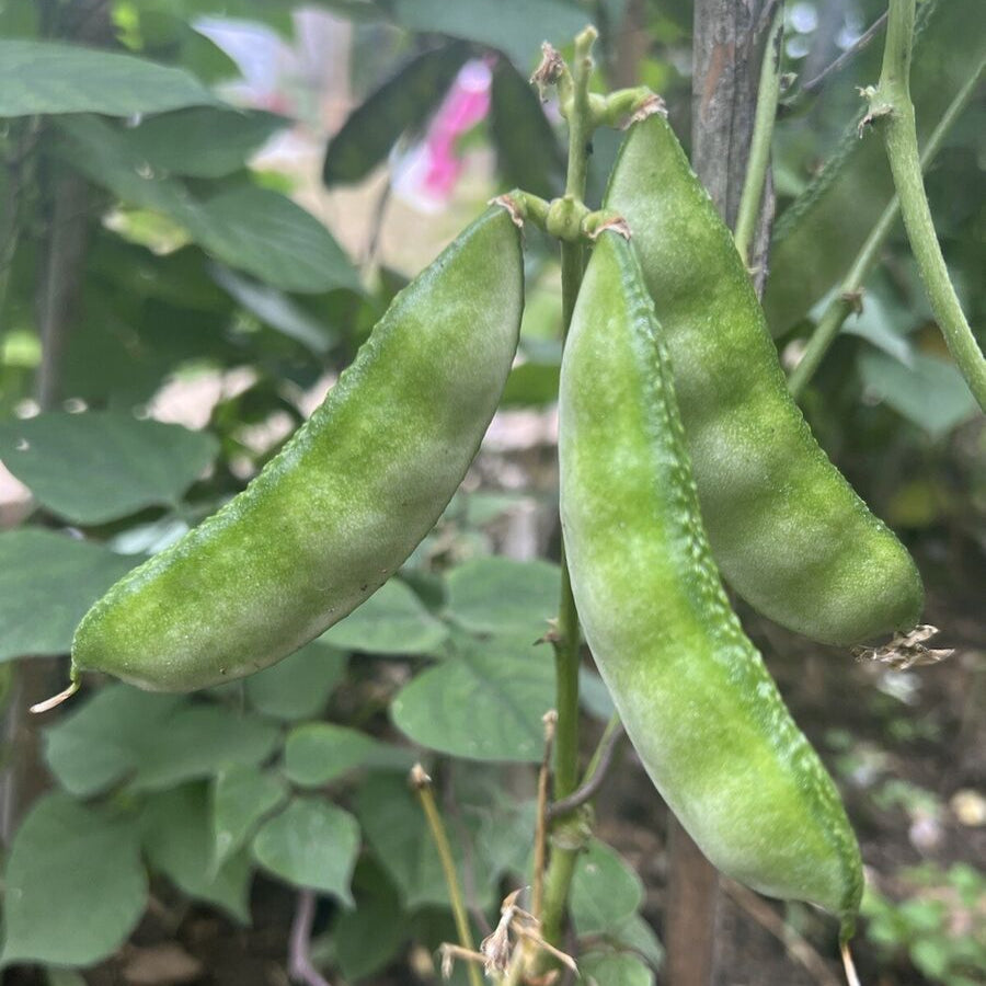 バングラデシュ産ヒヤシンス豆野菜の種子