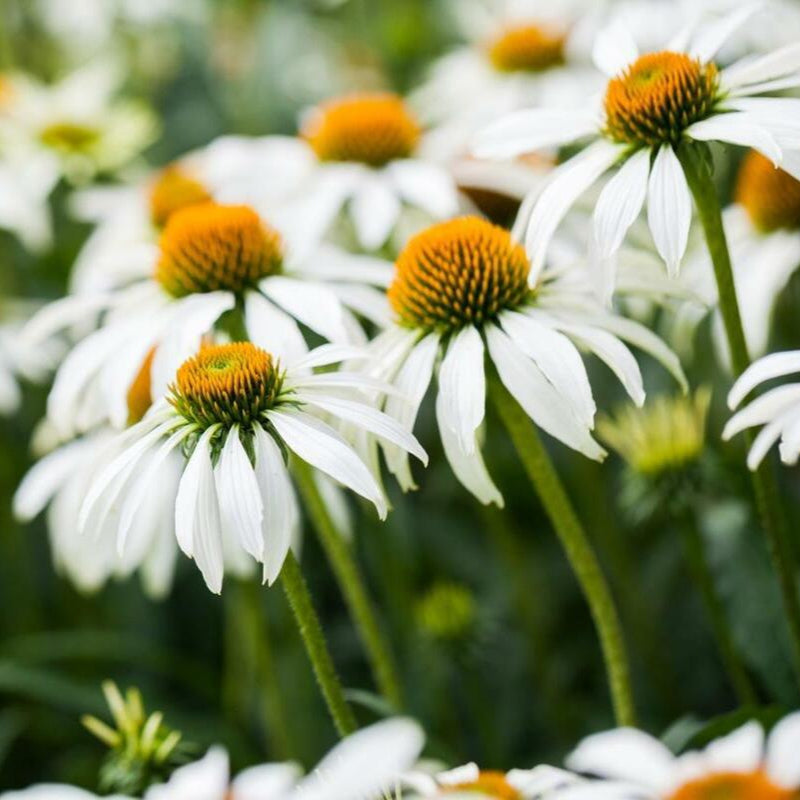 Double White Coneflower Seeds
