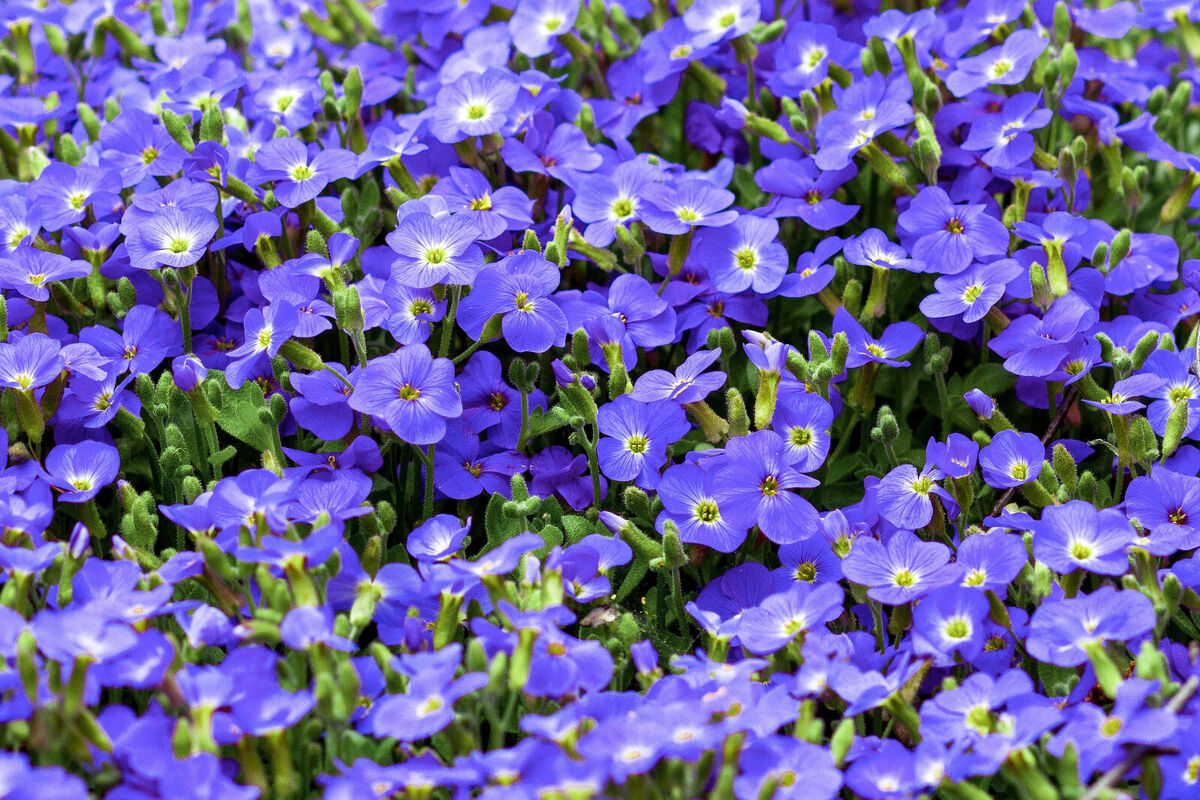 Creeping Speedwell Flower Seeds