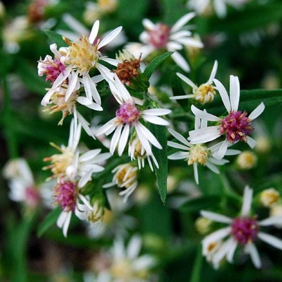 Lady in Black Calico Aster Flower Seeds