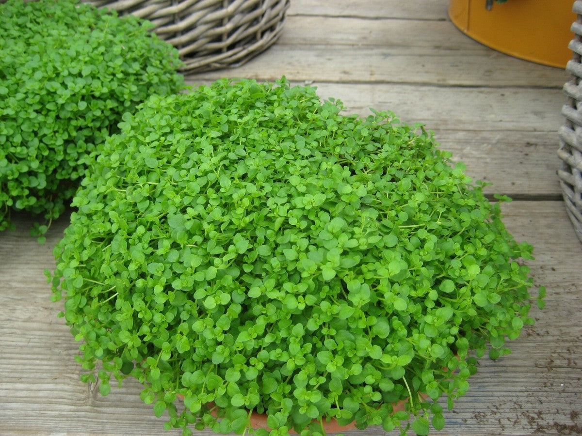 Semi di Erba Mentha Requienii