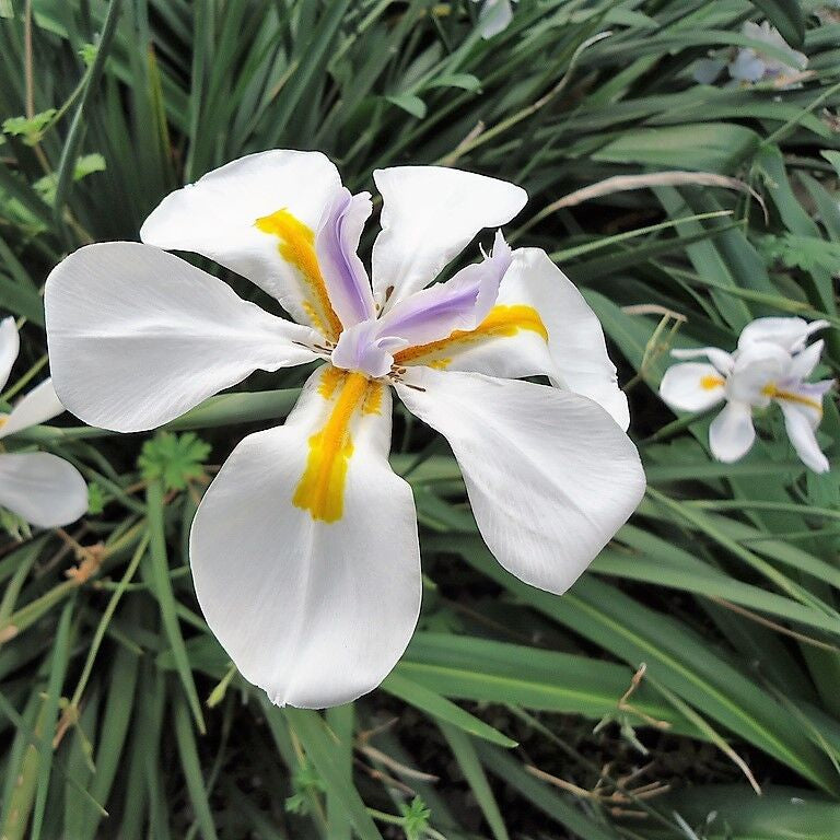 Fortnight Lily Flower Seeds (Dietes Iridioides) for Planting – Heirloom, Non-GMO, Easy to Grow, Perennial