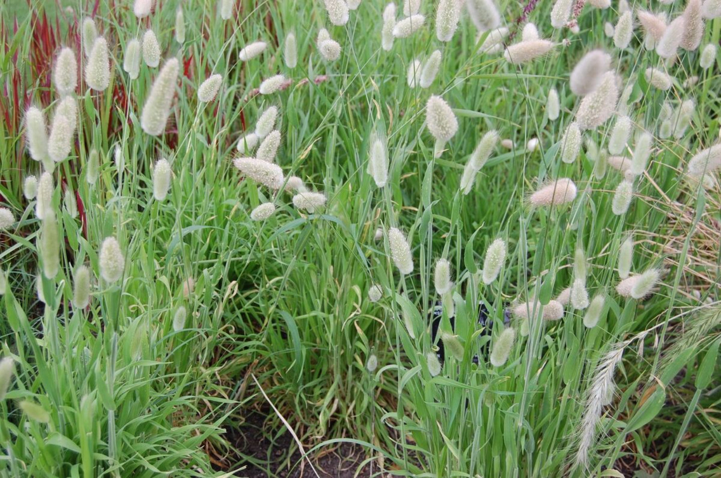 Hare’s Tail Grass Flower Seeds