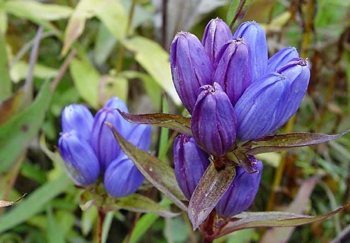 Bottle Gentian Flower Seeds