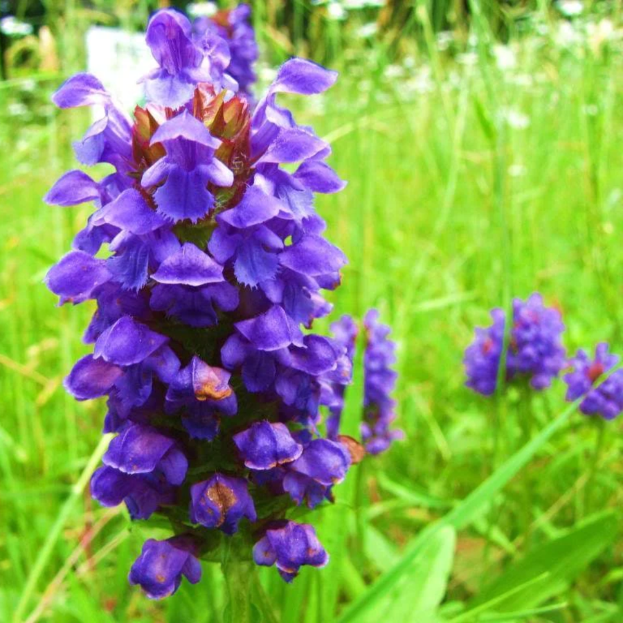 Prunella Vulgaris Flower Seeds