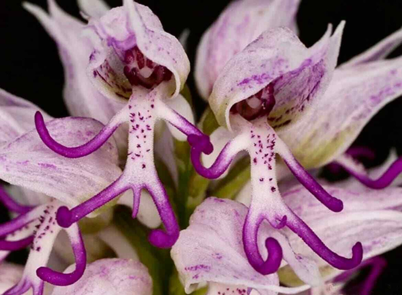 Naked Man Orchid Flower Seeds