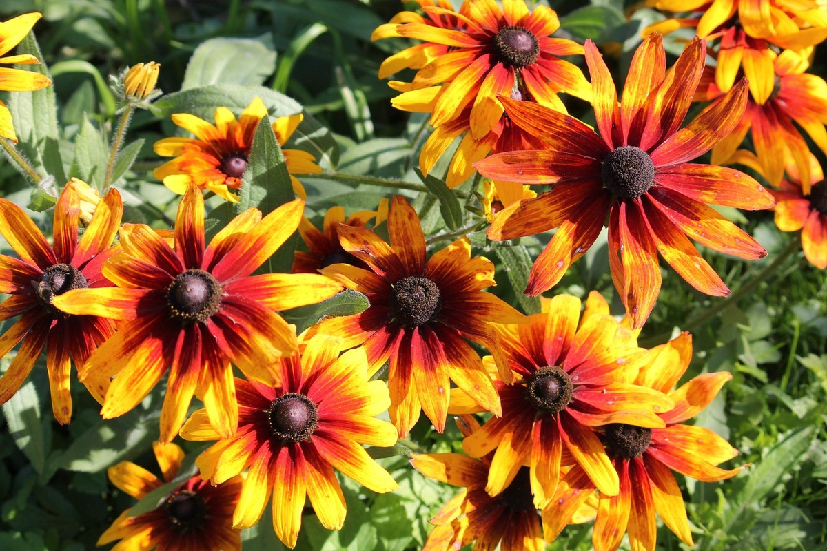 Gloriosa Daisy Flowers Seeds