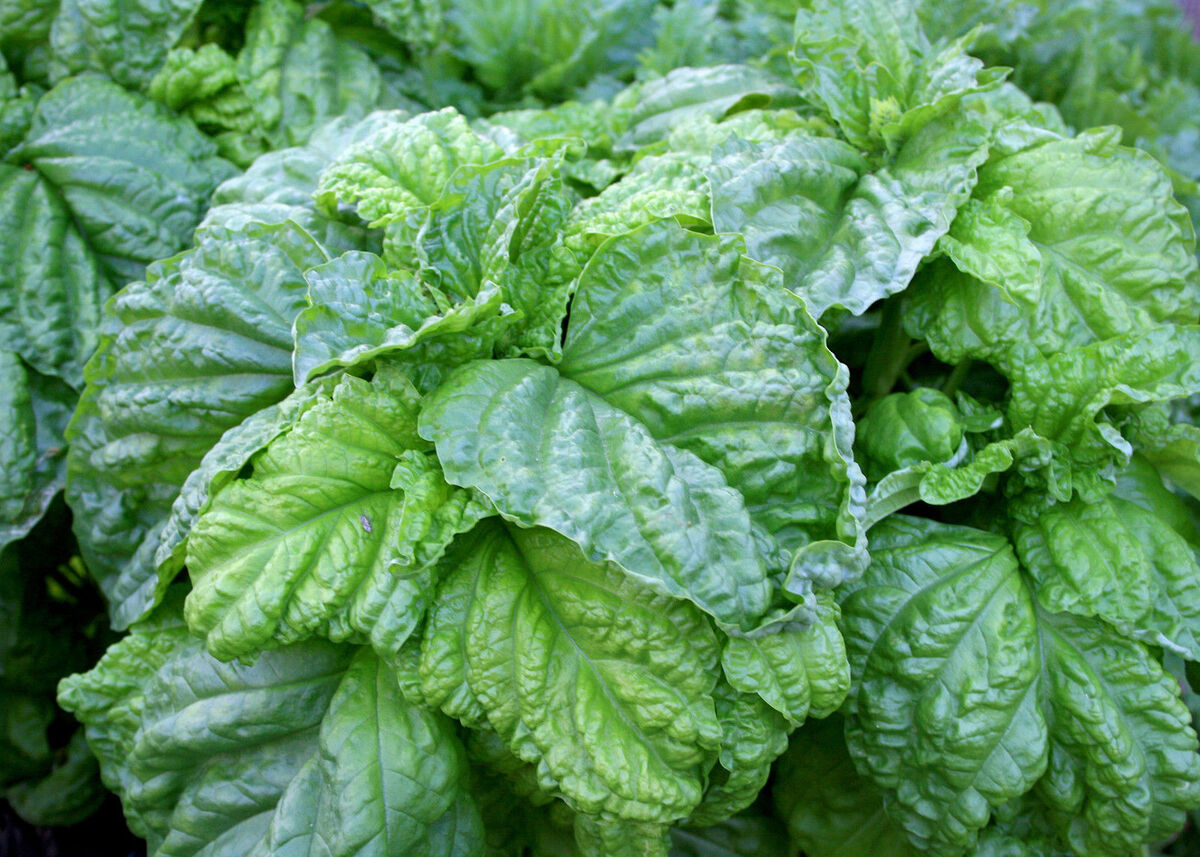 Lettuce Leaf Basil Herb Seeds