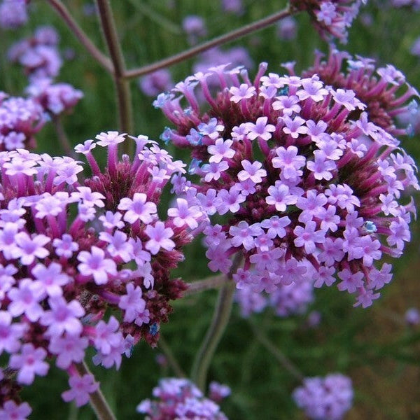 Buenos Aires Verbena Flower Seeds