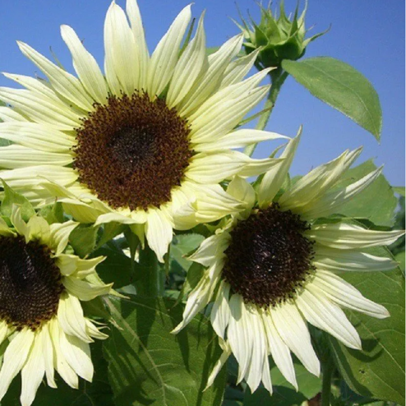 Semillas de girasol Blancanieves